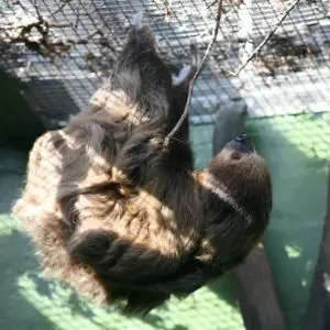 Two-Toed Sloth (Choloepus didactylus)