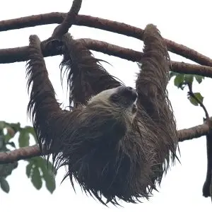 Two-toed sloth, Punta Culebra
