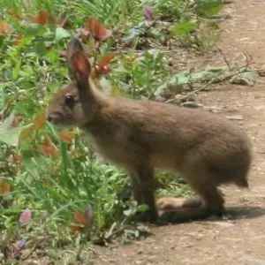 Japanese Hare photo