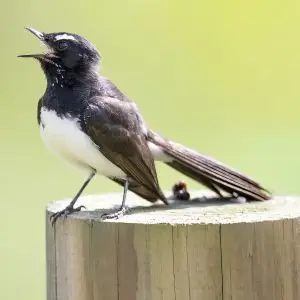 Willie Wagtail photo