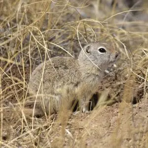 Uinta ground squirrel on Seedskadee National Wildlife Refuge