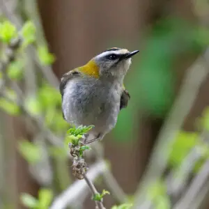 Sommergoldh?hnchen (Regulus ignicapilla) Weibchen