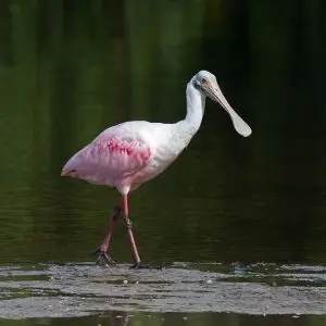 Roseate Spoonbill photo