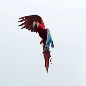 Green-Winged Macaw photo