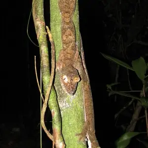 Riesen-Plattschwanzgeckos (Uroplatus fimbriatus) auf Nosy Mangabe (Madagaskar). Durch das Einbrechen der Dunkelheit sind sie erwacht und verlassen ihren Schlafplatz um auf die Jagd zu gehen.