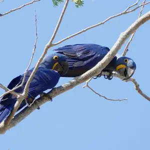 Hyacinth Macaw photo
