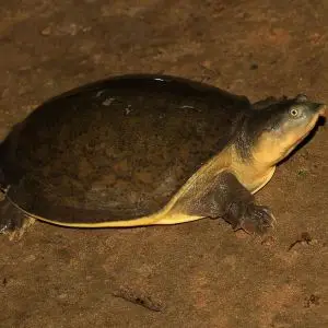 Indian Flapshell Turtle photo