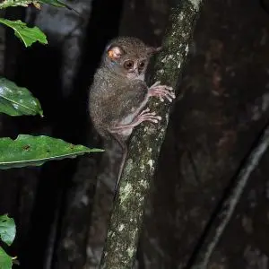 Spectral Tarsier photo