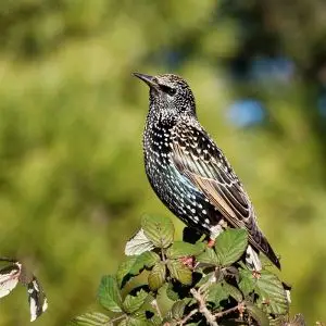 Common Starling photo