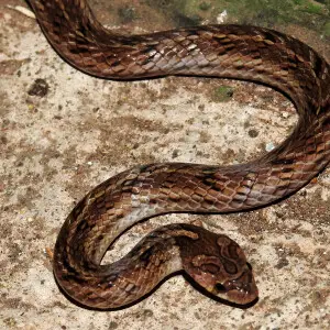 Variegated Kukri Oligodon taeniolatus snake. Clicked at at BNHS Conservation Education Centre (CEC), Mumbai, Maharashtra