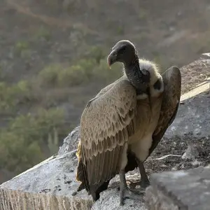 Indian Vulture photo