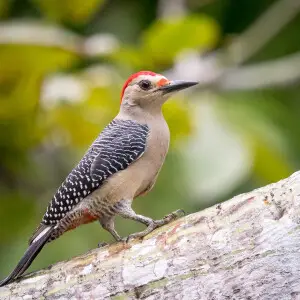 Velasquez's Woodpecker Melanerpes santacruzi Chich?n Itz?, Mexico