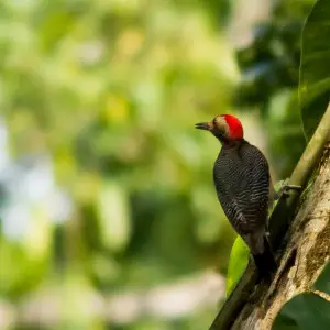 Velasquez's Woodpecker Melanerpes santacruzi at Mayflower National Park, Belize