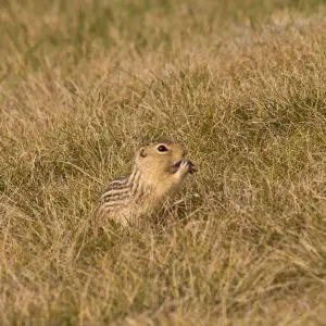 Thirteen-Lined Ground Squirrel - Facts, Diet, Habitat & Pictures on ...