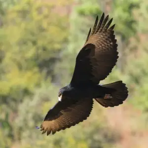 Verreaux's Eagle. Black Eagle, Aquila verreauxii