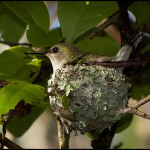 A Female Vervain Hummingbird sitting in her nest