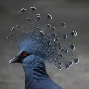 Victoria crowned pigeon national aviary