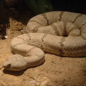 A picture of a viper at the Nahville Zoo