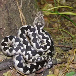 nose horned viper