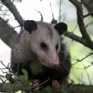 Virginia opossum