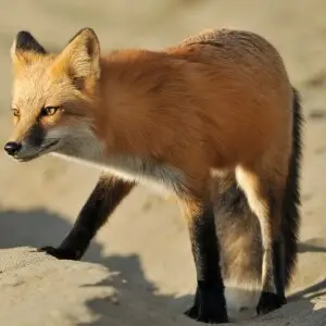 Fox in San Juan, Washington State, USA