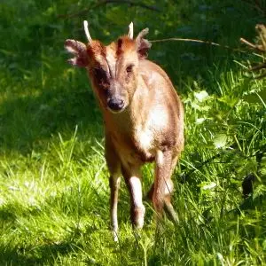 Reeves's Muntjac photo