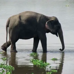 Indian Elephant photo