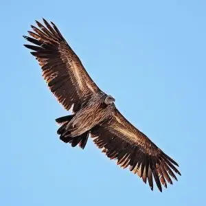 Himalayan Vulture photo