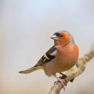 Common Chaffinch photo
