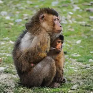 Southern Pig-Tailed Macaque photo