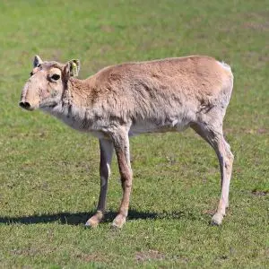 Saiga Antelope photo