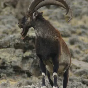 Walia ibex, Simien Mountains National Park, Ethiopian Highlands