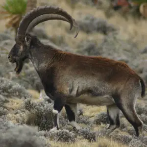 Walia ibex, Simien Mountains National Park, Ethiopian Highlands