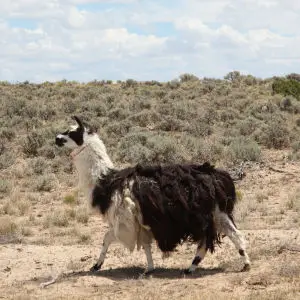 wandering llama