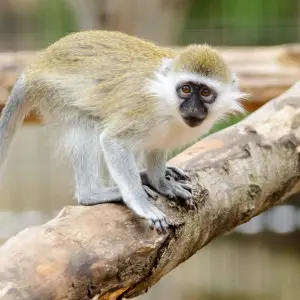 Watchful Grivet Monkey