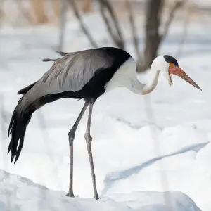 Wattled Crane in Snow