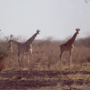 Giraffes at Waza National Park, Cameroun.