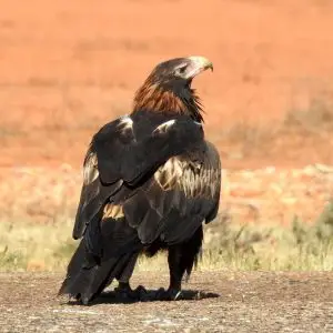 Datos de Águila audaz, dieta, hábitat e imágenes en 