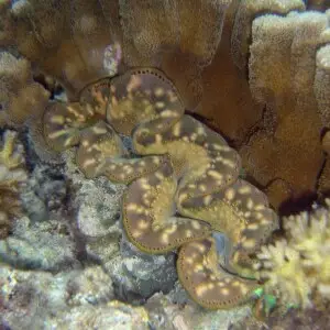 Giant clam (Tridacna maxima).