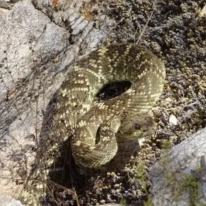 Western Black-tailed Rattlesnake