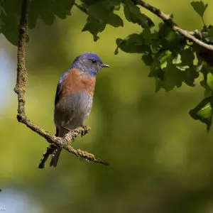 Western Bluebird (male) | Cosumnes River Preserve | Lodi | CA|2017-04-04|08-36-02.jpg
