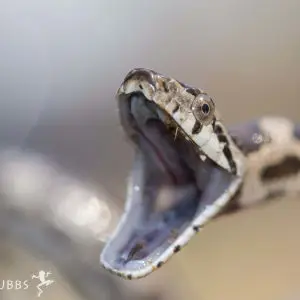 Western Rat Snake, Pantherophis obsoletus