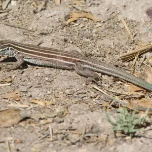 Desert Grassland Whiptail Lizard - Facts, Diet, Habitat & Pictures on Animalia.bio