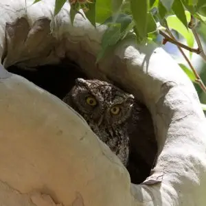 Whiskered Screech-Owl | Owl Prowl | Portal | AZ | 2016-06-08at08-42-3028