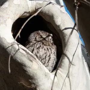 Whiskered Screech-Owl | V&R | FR 42 below SW Research Station | Portal | AZ|2019-04-15|07-30-07