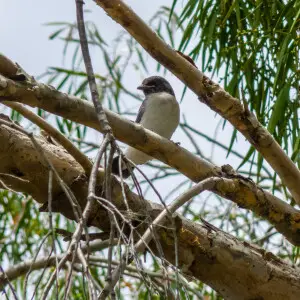 The White-breasted woodswallow, (Artamus leucorynchus), is present seasonally in 7th Brigade Park, Chermside, usually nesting in November of each year.  Its usual nest site is in the mounting of a street light on Murphy Rd.  The continuous illumination, t