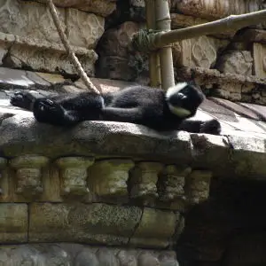 White-Cheeked Gibbon habitat in Asia at Disney's Animal Kingdom