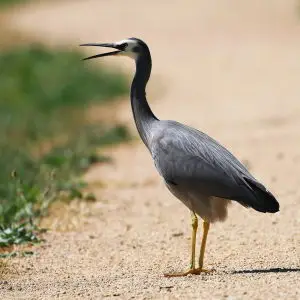 White-faced Heron