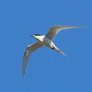White-fronted tern flying in blue sky (near Wellington, New Zealand)