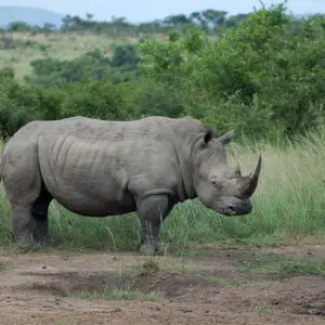 White Rhino, Hluhluwe Imfolozi Game Reserve
